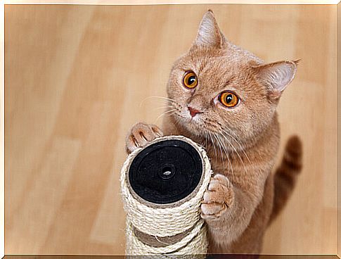 Orange kitten with homemade scraper