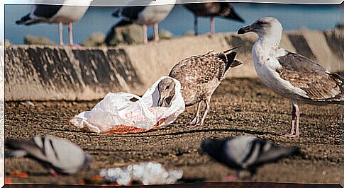 Seabirds, threatened by climate change and plastics