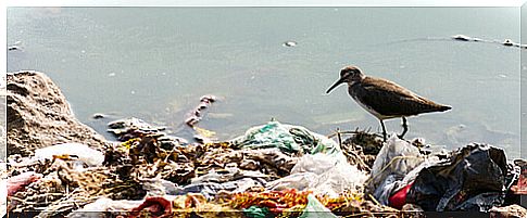 plastic and seabird pollution