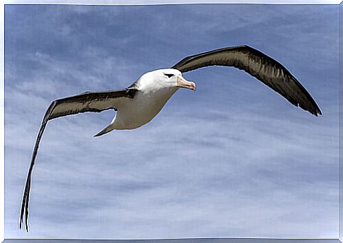 seabirds: albatross 