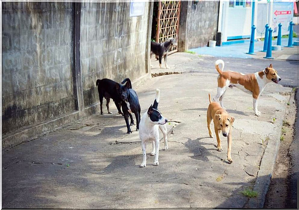 In search of lost dogs after the Beirut explosion