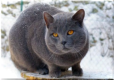 Shorthair cat breeds