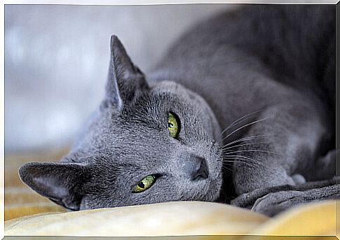 russian blue cat