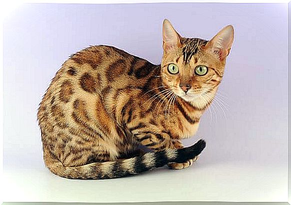 Ocicat