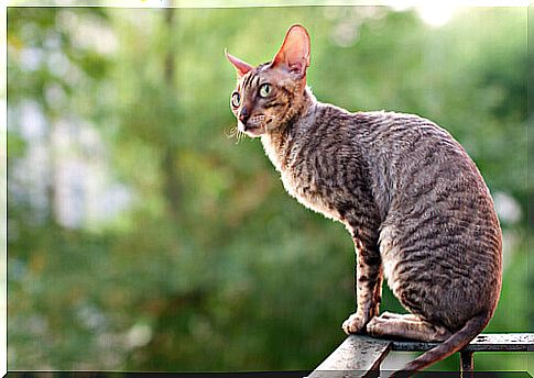 cornish rex cat