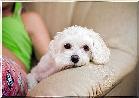 Sleeping with a pet helps you get better rest