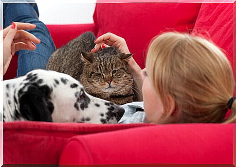 Cat and dog on the couch with owner