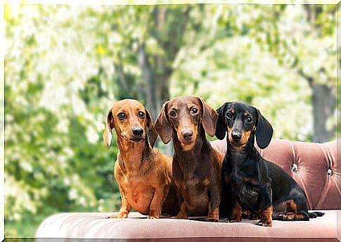 sausage dogs