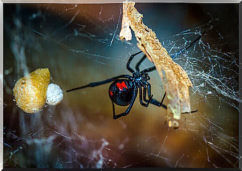 spider making web