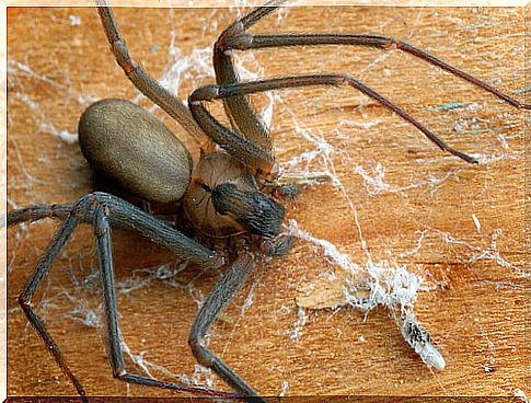 Spiders at home: avoid them