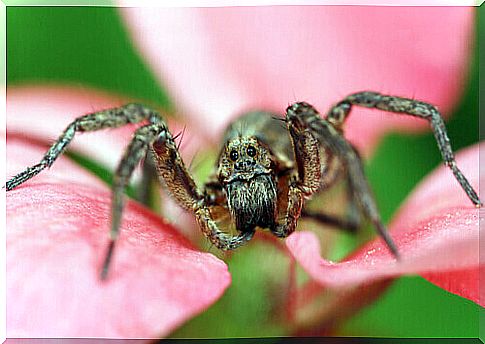 spider on flower