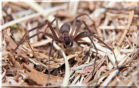 Spiders at home and tips to avoid them