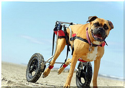 Carts for dogs with reduced mobility, what a great invention!