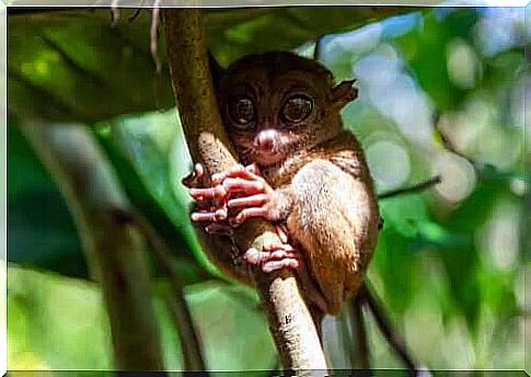 Tarsius is an endangered species.