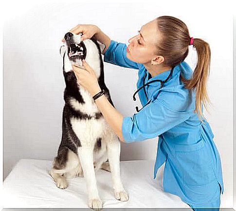 Veterinarian examining a dog's teeth