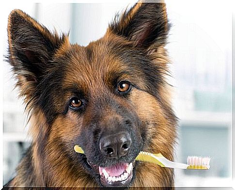 Dog with toothbrush in mouth