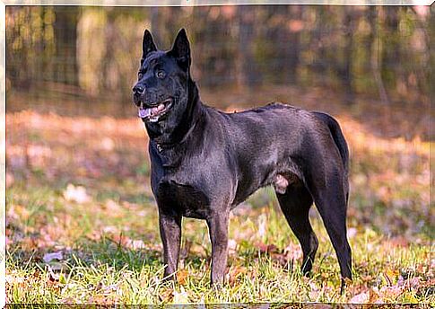 Thai ridgeback: a crested dog