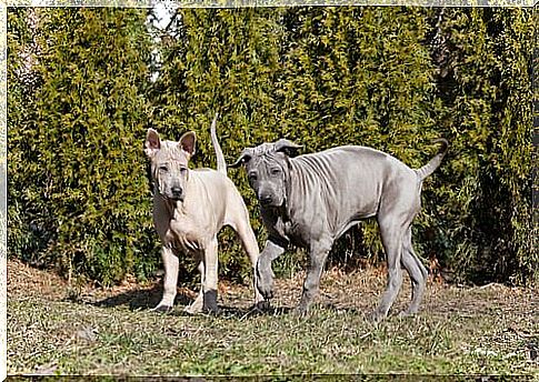 thai ridgeback breed