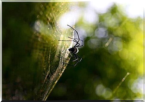 The 3 Spider Hunting Techniques