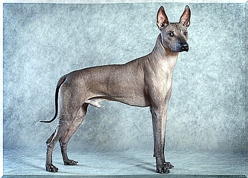 The 5 breeds of hairless dogs