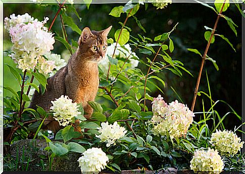 The Abyssinian, the cat with the curious eyes