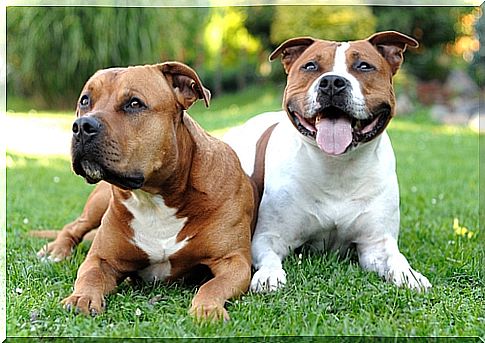 The American Pitbull Terrier, An Athletic Dog