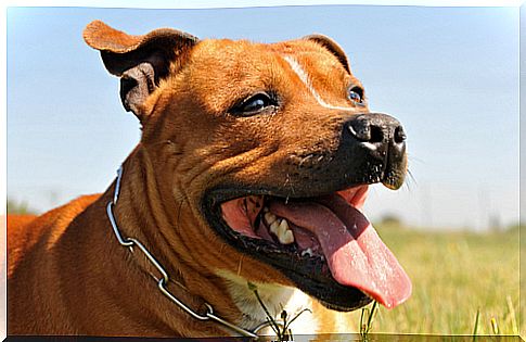 American Pitbull Terrier Dog