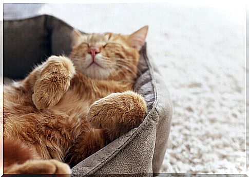 orange cat sleeping in his bed