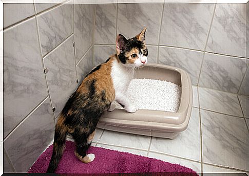 cat litter boxes