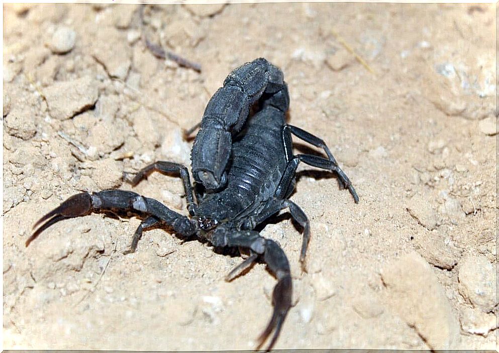 The Androctonus bicolor scorpion: habitat and characteristics