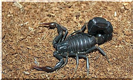 A bicolor Androctonus scorpion