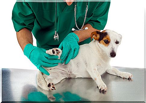 Veterinary visits