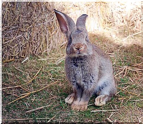 The continental giant: the biggest rabbit in the world