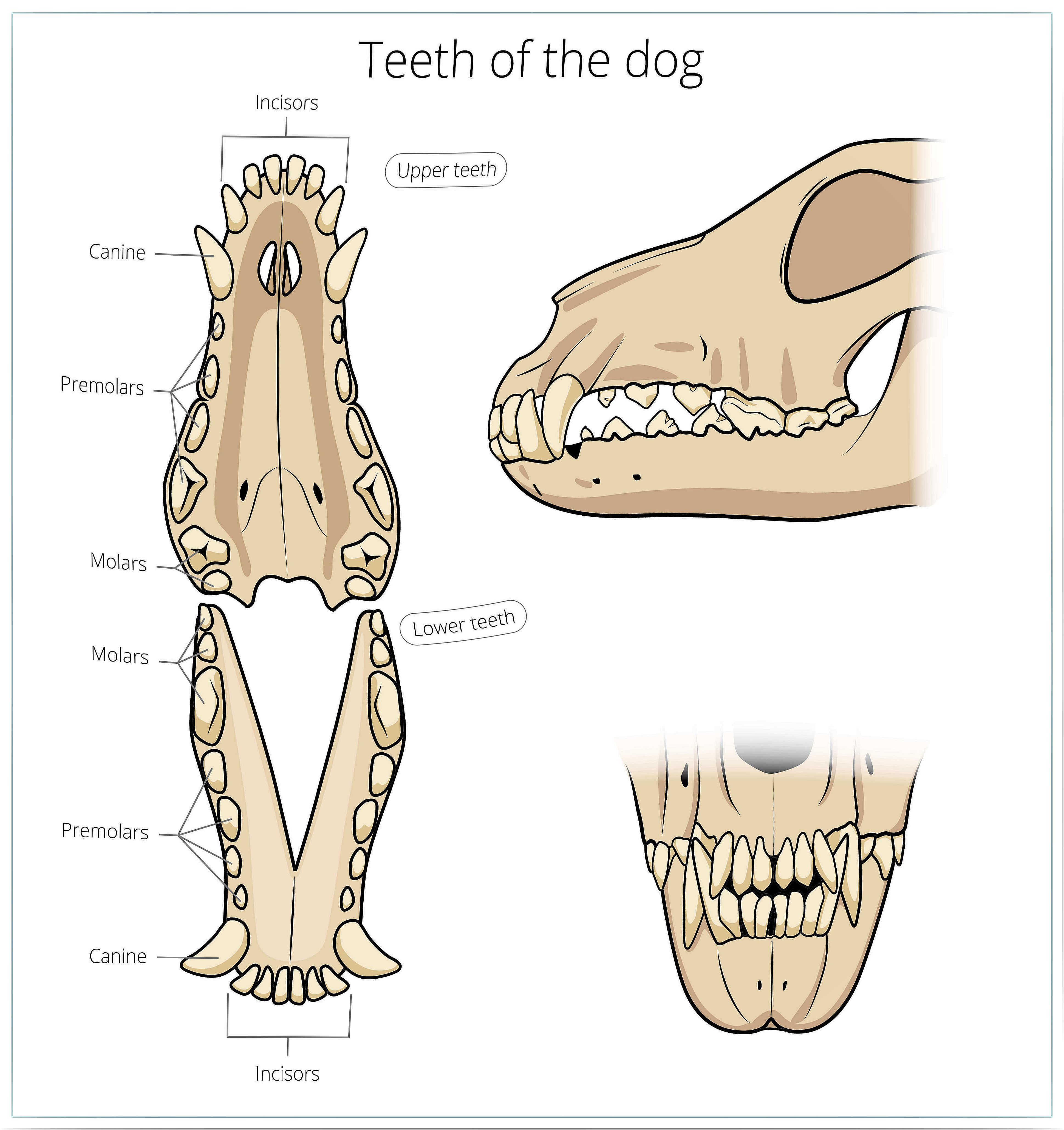 Dentes dos cães