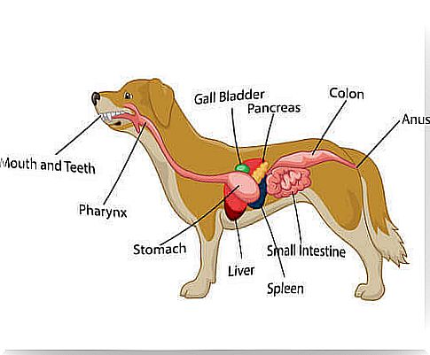 The Dogs Digestive System