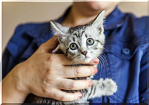 The driver who saved a kitten's life