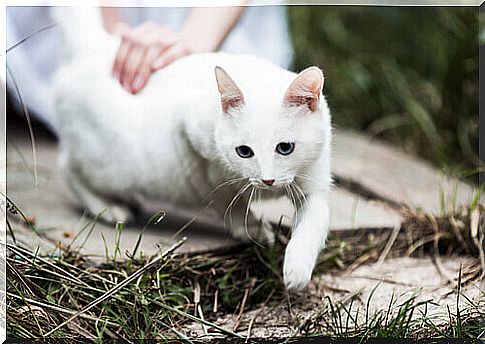 white kitten