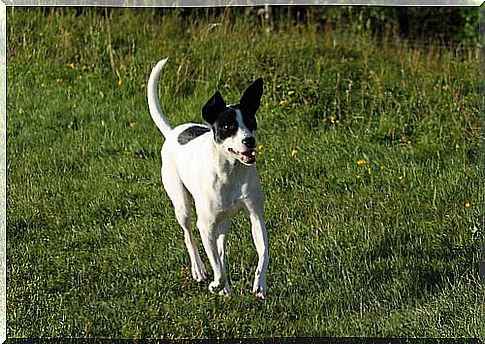 Rat terrier