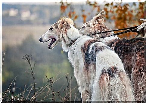 Borzoi breed dogs