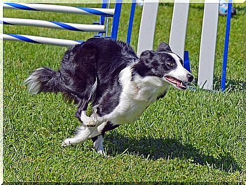 border collie running