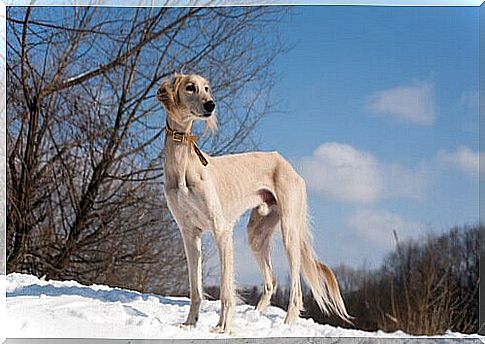 saluki