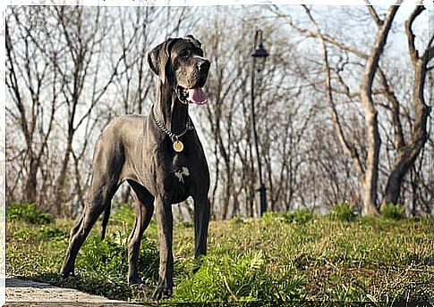 great Dane