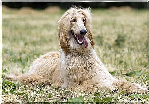 Afghan Hound