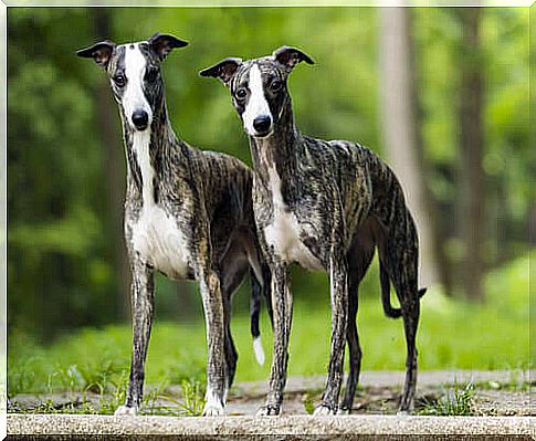 whippet