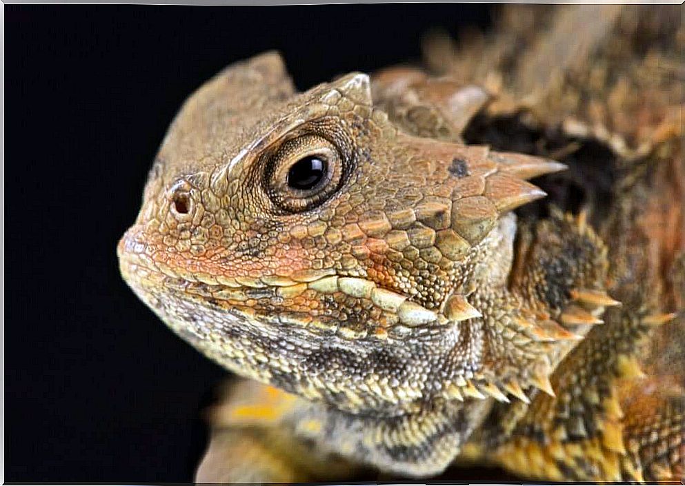 The horned lizard: a reptile that cries blood