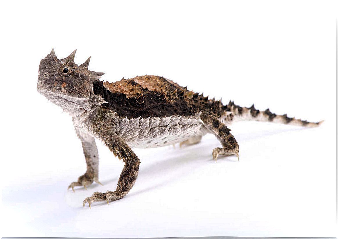 Where can we find a wonderful horned lizard?