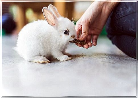 The importance of hay in feeding rabbits