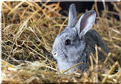 Feeding rabbits and rodent teeth