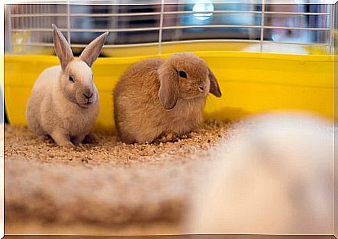 Health problems in rabbits