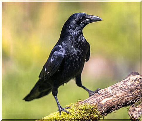 crows' intelligence